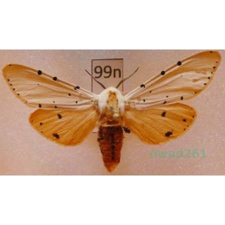 Estigmene acrea (Drury, 1773) Mexico99n